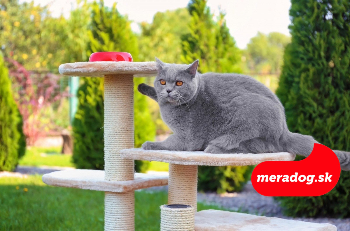 mačka 2